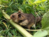 Fig_4_Hamster
